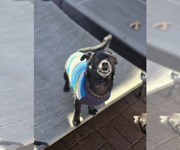 Medium Photo #3 Chihuahua Puppy For Sale in Sandy, UT, USA