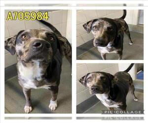 Labrador Retriever-Unknown Mix Dogs for adoption in San Antonio, TX, USA