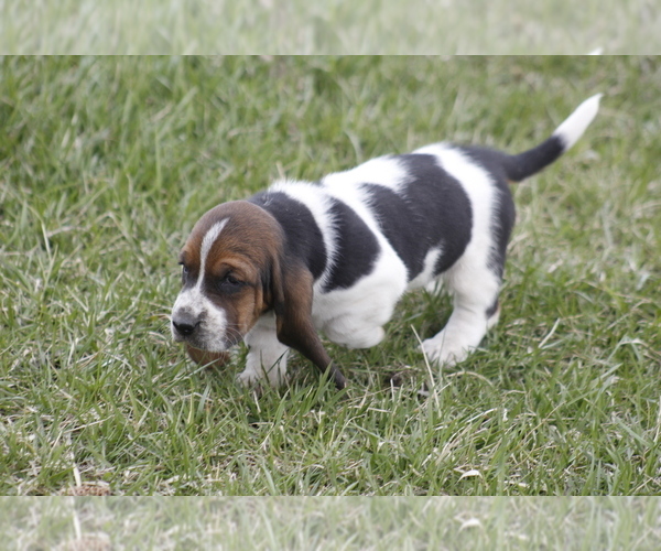 Medium Photo #3 Basset Hound Puppy For Sale in MEMPHIS, MO, USA