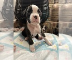 Small Photo #30 Boxer Puppy For Sale in RALEIGH, NC, USA