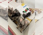 Small #7 French Bulldog
