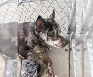 Texas Heeler Dogs for adoption in Bakersfield, CA, USA