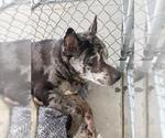 Small Texas Heeler