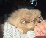 Luke - Male Pomeranian Puppy for Sale - Photo #3