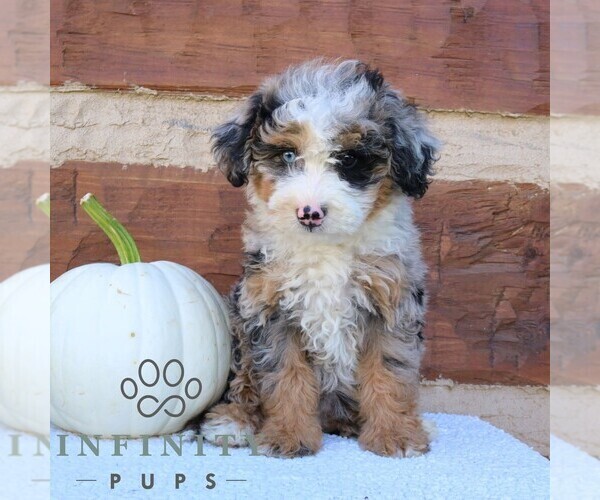 Medium Photo #2 Bernedoodle (Miniature) Puppy For Sale in NARVON, PA, USA