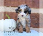 Small #1 Bernedoodle (Miniature)