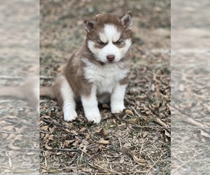 Siberian Husky Puppy for sale in GRAND PRAIRIE, TX, USA