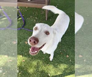 Siberian Husky Dogs for adoption in Santa Barbara, CA, USA
