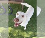 VIOLET - Female Siberian Husky Dog for Adoption - Small photo