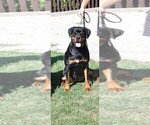 Small Photo #3 Rottweiler Puppy For Sale in SPOKANE, WA, USA