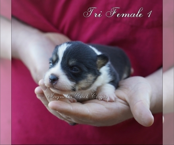 Medium Photo #3 Pembroke Welsh Corgi Puppy For Sale in LUTHER, OK, USA