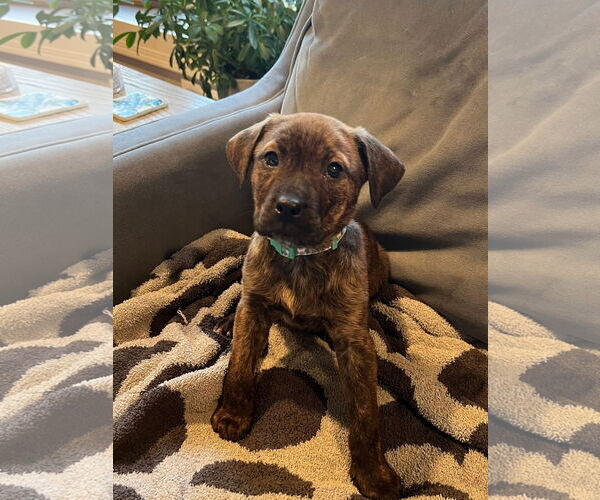 Medium Photo #1 American Pit Bull Terrier-Unknown Mix Puppy For Sale in Germantown, OH, USA