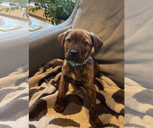 American Pit Bull Terrier-Unknown Mix Dogs for adoption in Germantown, OH, USA