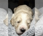 Small Photo #34 Goldendoodle Puppy For Sale in HOWARD CITY, MI, USA