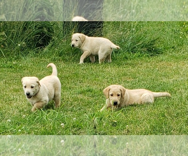 Medium Photo #1 Labrador Retriever Puppy For Sale in OLYMPIA, WA, USA