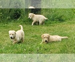Puppy YELLOW MALE 1 Labrador Retriever