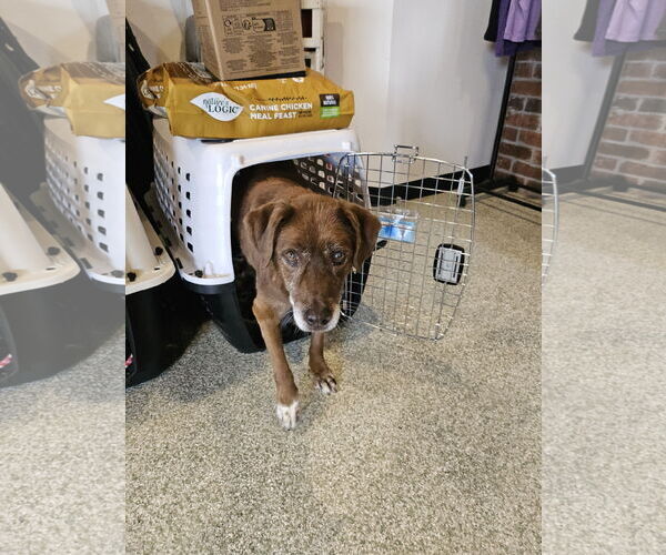 Medium Photo #2 Labrador Retriever-Unknown Mix Puppy For Sale in St. Louis Park, MN, USA