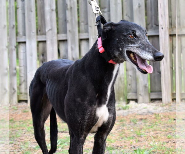Medium Photo #3 Greyhound Puppy For Sale in Cherry Hill, NJ, USA
