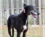 Small #2 Greyhound