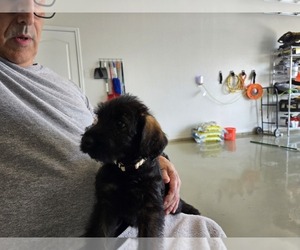 Medium Schnauzer (Giant)