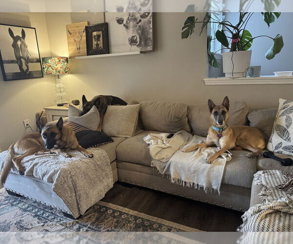 Medium Photo #4 Mutt Puppy For Sale in Imlay City, MI, USA