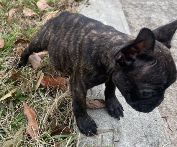 Medium Photo #7 French Bulldog Puppy For Sale in COCHRAN, GA, USA