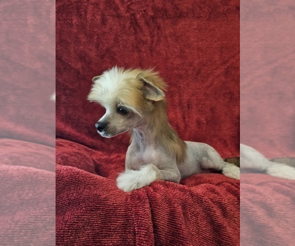 Medium Photo #4 Chinese Crested Puppy For Sale in LAKELAND, FL, USA