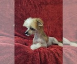 Small Photo #4 Chinese Crested Puppy For Sale in LAKELAND, FL, USA