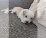 Small #3 Aussie-Poo