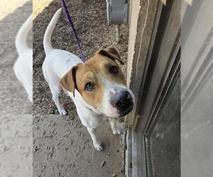 American Bulldog-Labrador Retriever Mix Dogs for adoption in London, Ontario, Canada