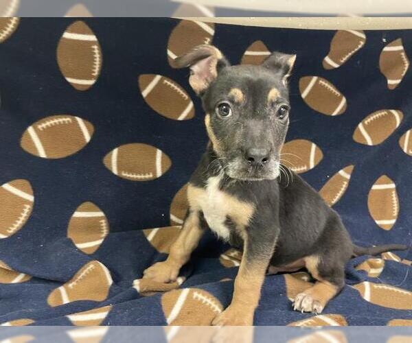 Medium Photo #1 German Shepherd Dog-Unknown Mix Puppy For Sale in HESPERIA, CA, USA