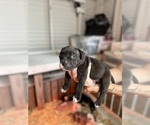 Puppy 1 American Bully-American Pit Bull Terrier Mix
