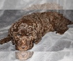 Small Photo #12 Labradoodle Puppy For Sale in JOPLIN, MO, USA
