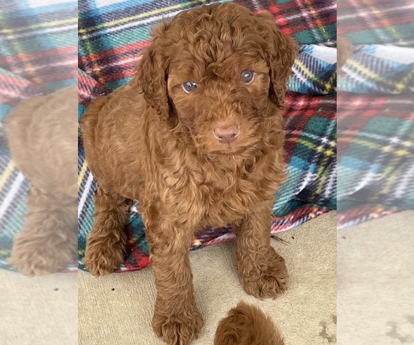 Medium Photo #1 Goldendoodle Puppy For Sale in NIOTA, TN, USA