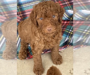 Goldendoodle Puppy for sale in NIOTA, TN, USA