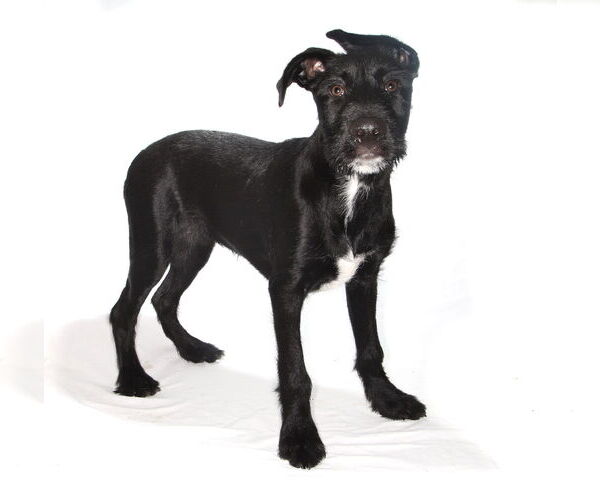 Medium Photo #2 Lab-Pointer Puppy For Sale in Oakland Park, FL, USA