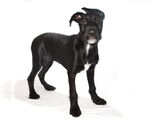 Small #1 Lab-Pointer