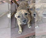 Small #7 Mutt