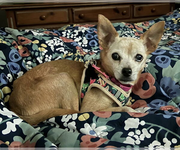 Medium Photo #9 Chihuahua Puppy For Sale in Mundelein, IL, USA