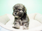 Small Photo #5 Shih-Poo Puppy For Sale in LA MIRADA, CA, USA