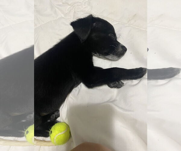 Medium Photo #2 Chihuahua-Unknown Mix Puppy For Sale in Kannapolis, NC, USA