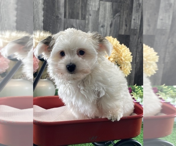 Medium Photo #4 Morkie Puppy For Sale in CANOGA, NY, USA