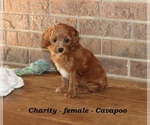 Small #2 Cavapoo