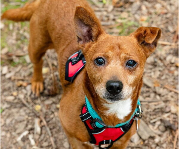 Medium Photo #4 Chiweenie Puppy For Sale in Ellijay, GA, USA