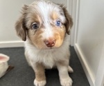 Puppy Cookie Australian Shepherd