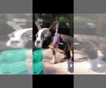 Small Photo #16 Faux Frenchbo Bulldog Puppy For Sale in SAN ANTONIO, TX, USA