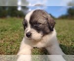 Small #32 Great Pyrenees