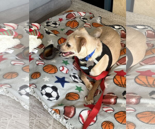 Medium Photo #3 Cheagle Puppy For Sale in Lake Elsinore, CA, USA