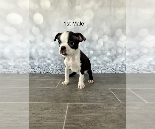 Medium Photo #5 Boston Terrier Puppy For Sale in EWING, KY, USA