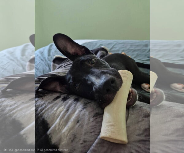 Medium Photo #7 Mutt Puppy For Sale in Germantown, OH, USA